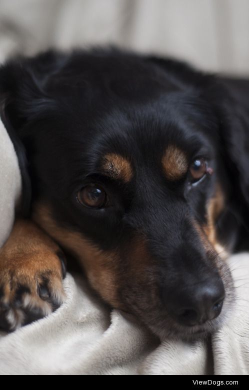 Brady is a three year old border collie and cocker spaniel mix…