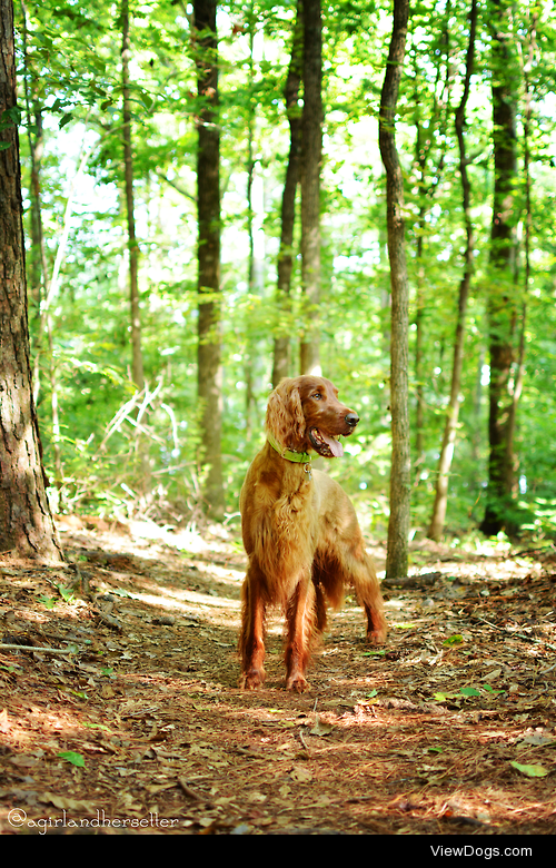 A Stroll through the Woods.
Instagram: @agirlandhersetter and…