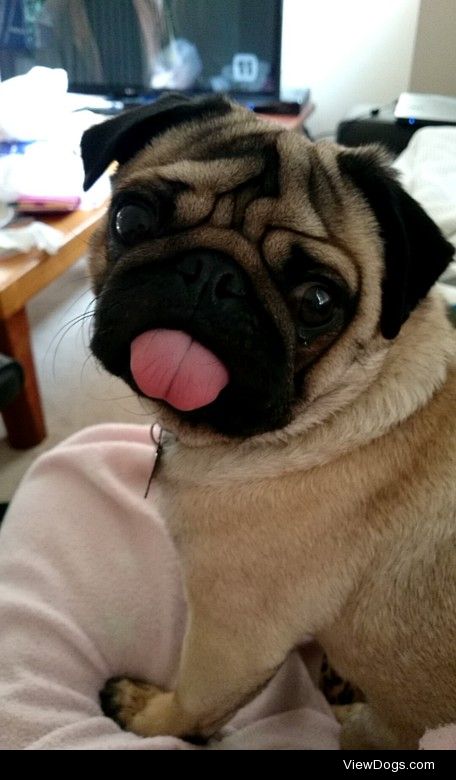 Cedric the pug is the love of my life. How could I not love that…
