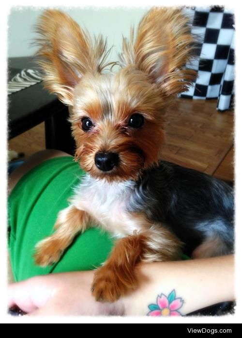 This is Chi. He is a 16-month old Yorkshire Terrier. He is the…