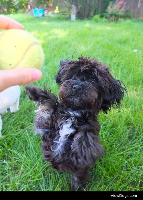 Mei Mei the Havanese puppy loves tennis balls!