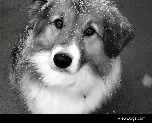 Heidi the border collie cross