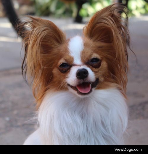 Jazzy, my 2 year old papillon