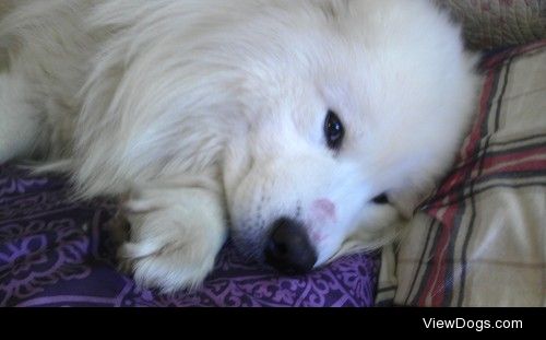 Koda is an adult samoyed purebred. And a lady’s man.