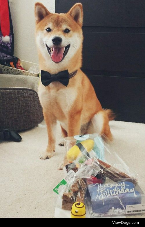 fyeahshibainu:

akirash0ck:

HAPPY BIRTHDAY AKI!! 3 years old…