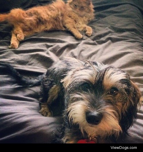 Konoha, a year old dachshund and schnauzer mix loves spending…