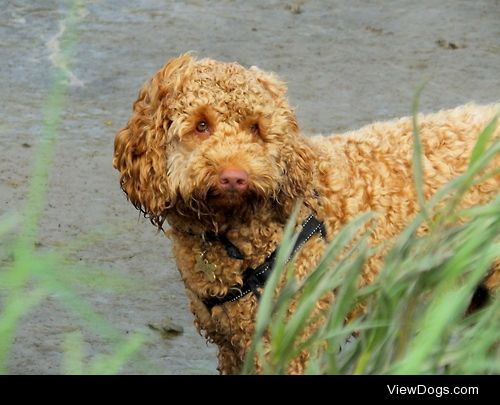 This is my dog Sherlock, and he’s a miniature Australian…