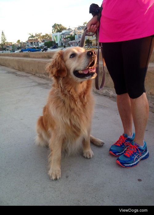 The only time my 8 year old Golden Retriever, Kyna, will sit…