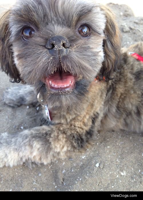 My 5 month old Shih Tzu Remmington!