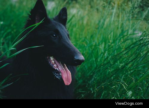 Guard, my belgian shepherd puppy