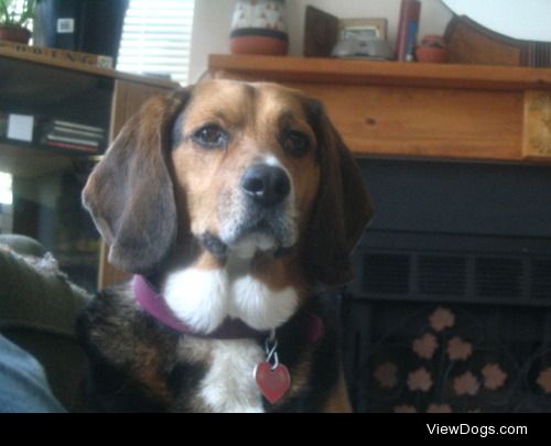 Moose – Beagle/Dachshund