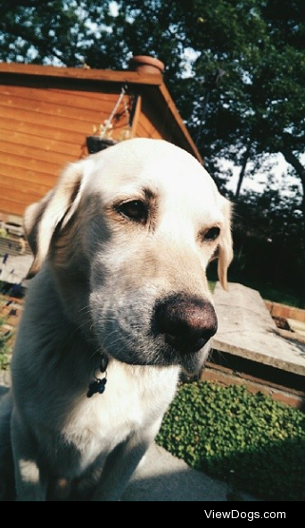 My gorgeous golden labrador Dillon. Today is his first day…