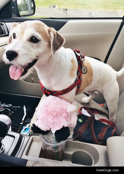 Chip picked out a toy at PetSmart today and carried it to the…