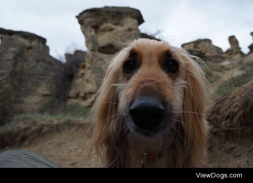 ‘Neka, a 8 year old Afghan Hound out for a hike