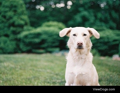 Derry, NH – Leica M3 – Portra 400 / / Ray Larose