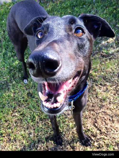 Our retired racer, onyx