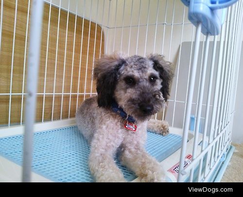 12 months old Toy Poodle, “Pudel”.D.I.Y. summer cut. (^^)