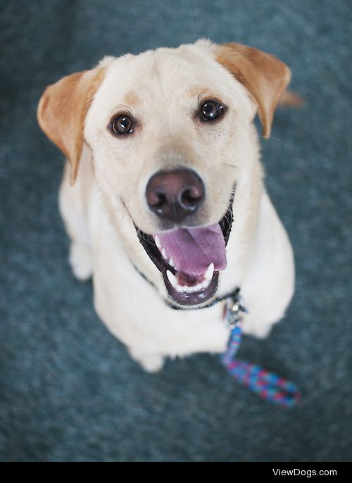 Meet Cooper! He’s a 10 month old labrador we adopted today from…