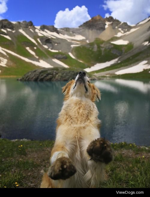 Tipper, sitting “pretty” at Island Lake in Colorado.