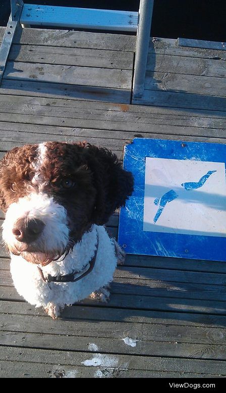 My lovely Spanish waterdog Gomez at the pier at sunset.