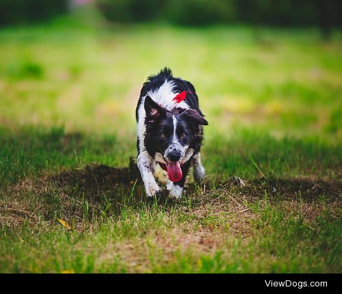 Crouching and ready to attack / / David Sobolewski