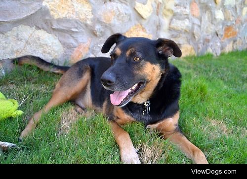 Rowan <3 4 year old German Shepherd Rottweiler mix. My baby…