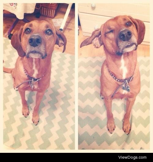 My redbone coonhound boy Banjo winking for the camera