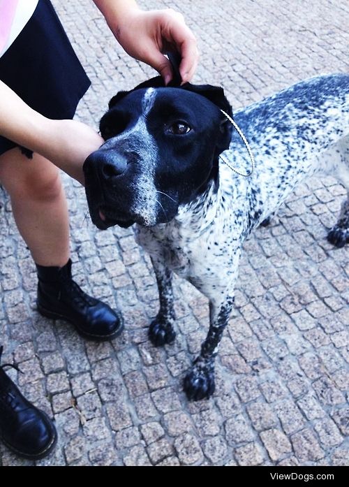 this is my dog kira, she’s half english pointer half german…