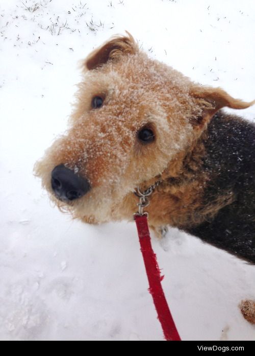 Henry, the airedale terrier! Almost ten years old, this is the…