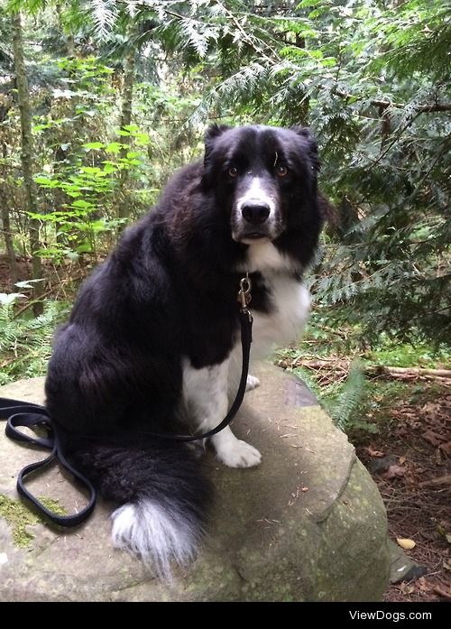 This is my grandma’s border collie, Smokie. I’m visiting for 2…