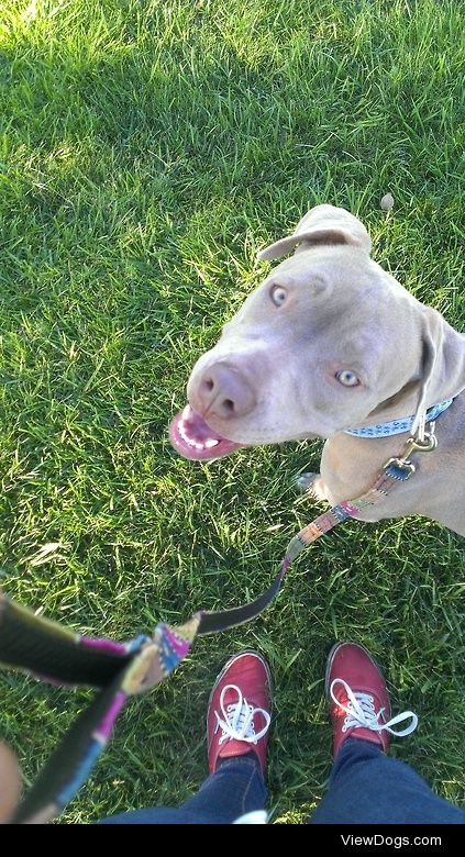 Lulu the blue nose pit .
Tooken by Jazmyn Galloway (jfaye86…