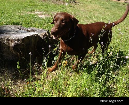 Lucy the mighty lizard hunter playing in the flowers. Lucy is my…