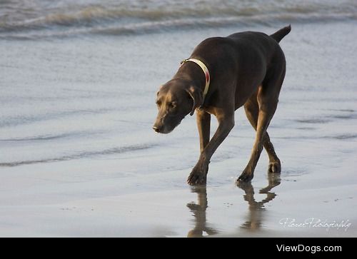 Happy guy I saw at Long Sands in York Beach, Maine this morning!…