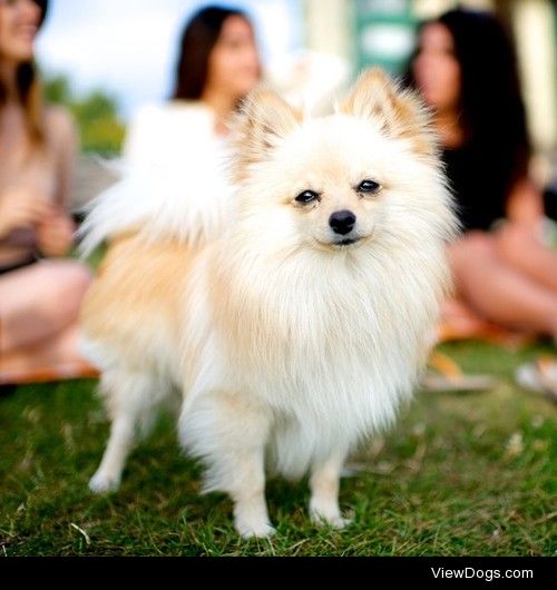 thedogist:

Pashmak, Pomeranian, English Bay Beach, Vancouver,…