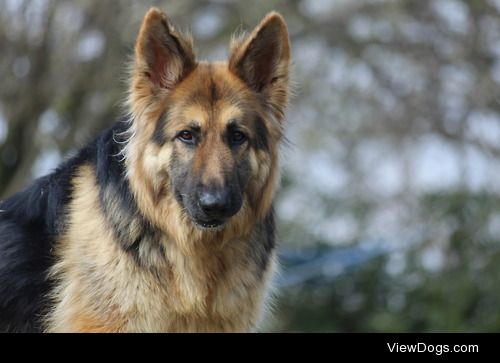 Kadie the German Shepherd – what a gal!
