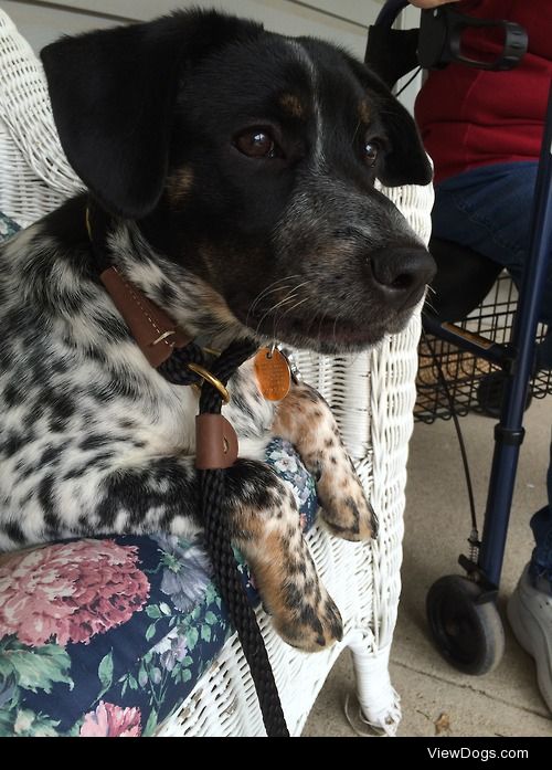 Paisley,  8 month old catahoula mix