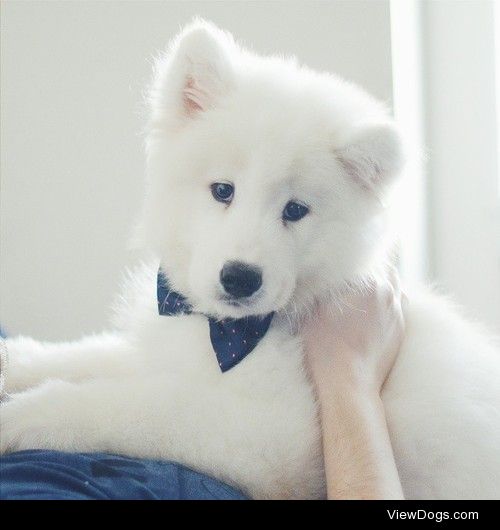 welovesamoyeds:

2 months old