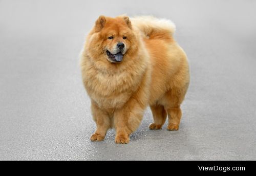 doglight:

Blue
Chow chow dogs are known for having a blue…