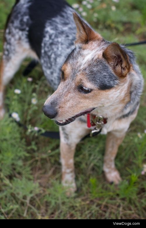 Our sweet 3 year old Cattle Dog mix, Nellie. 