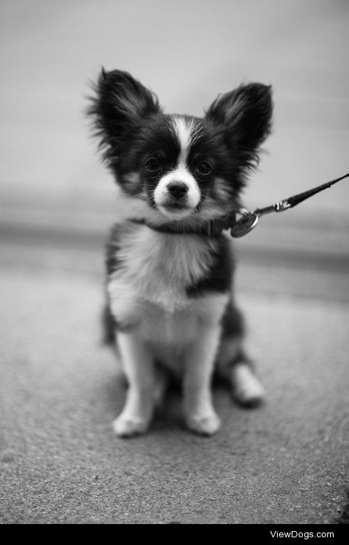 Chihuahua X Papillon / / Jordan La Roche