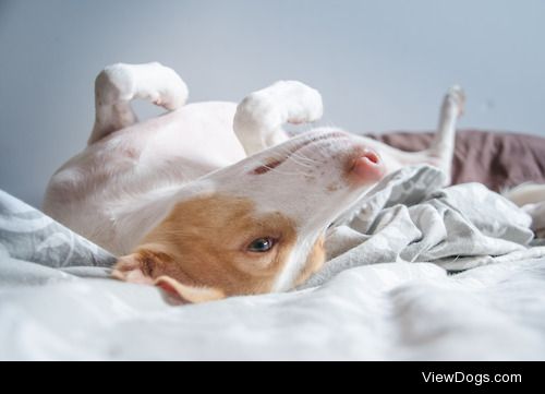 Ulita. She loves our bed…. She could stay all the…