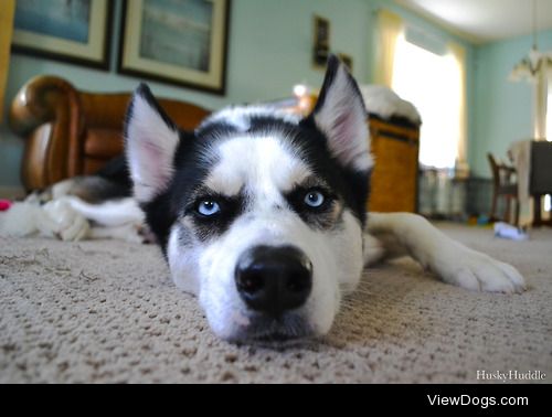 huskyhuddle:

Balto tolerating all the pictures.