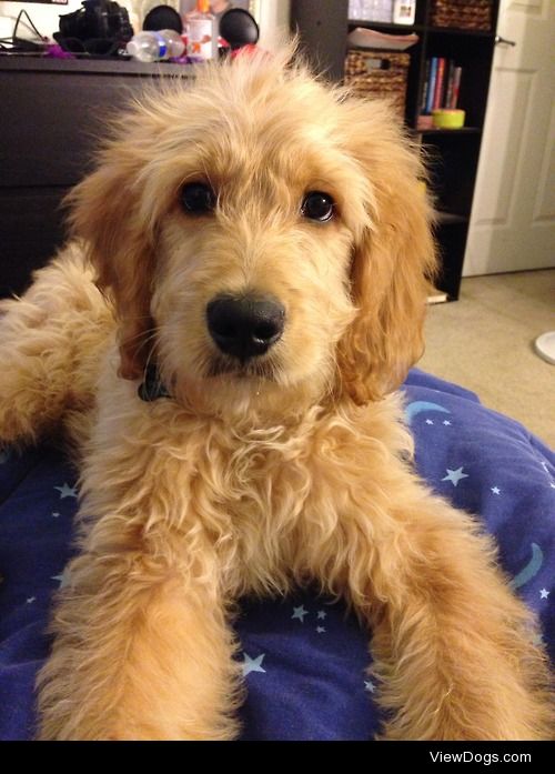 My *almost* 4 month old goldendoodle. :)