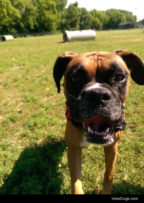 A new Adoptee into the house : Lexy! 
#handsomedogs #boxer