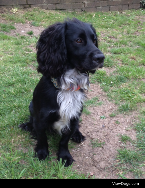 this is my cocker spaniel max paying more attention to his toy…