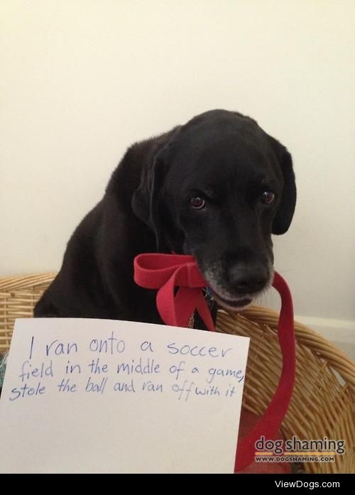 World Cup Rosie

Someone’s a bit too eager to play soccer.