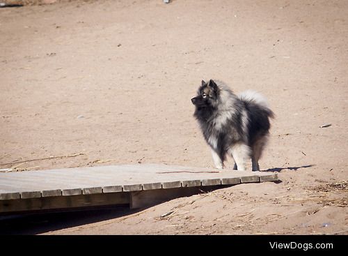 My keeshond Riki, around two years old in this picture.