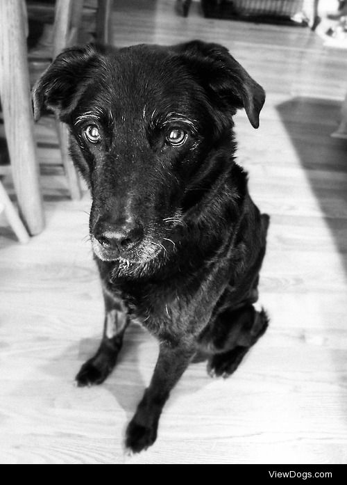 Zuzu the German Shepherd mix. 13 years old and loves camping.