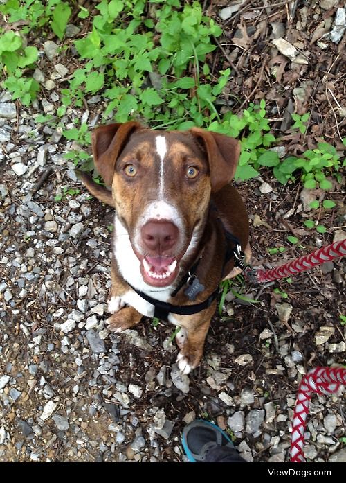 This is Booker, a doberman mix rescue! Find many more pictures…