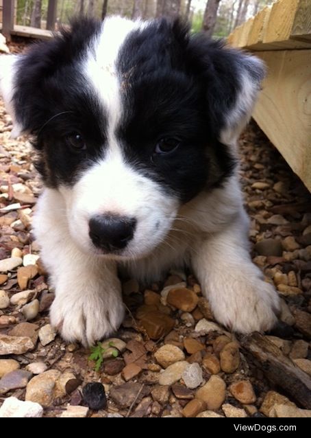 Scout, my baby Australian Shepherd.